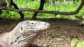 Wildlife√ Komodo waits for the right time to catch monkeys and wild boars #youtube  #wildlife