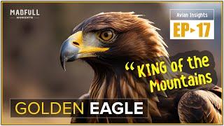 Golden Eagle → The Apex Predator ● #facts @MadfullMoments ◌ EP►17