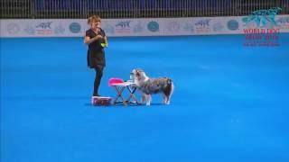 FCI Dog dance World Championship 2016 – Freestyle final  - Nina Roegner and Moster (Sweden)