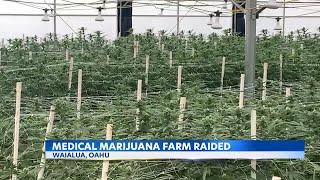 Federal agents seize large marijuana plant on Oahu