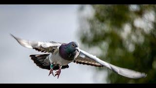 How to get your racing pigeons to fly faster ??