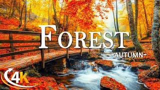 Enchanting Autumn Forests with Beautiful Piano Music4K Autumn Ambience & Fall Foliage4K Video UHD