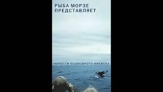 V/A - Новости Подводного Ижевска | Часть1