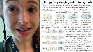 Splitting (aka passaging, subculturing) cells - what, why, & how