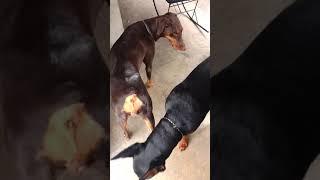 Perros Doberman (Apareamiento)