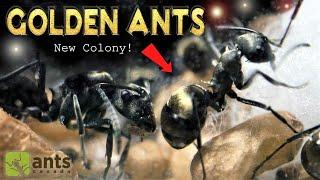 My New Pet Golden Ants