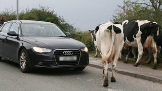 Farmers stunned after irate driver phones to complain about cows crossing road | SWNS