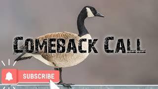 Duck Hunting Call - Canadian Geese Comeback - Free Download