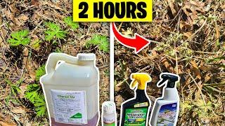 48 Hour Weed Killer Test - Vinegar vs Chemical Herbicide