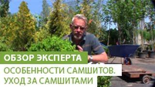 Особенности самшитов.Уход за самшитами.Как правильно садить и выращивать самшит