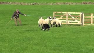 Irish National Sheepdog Trials 2016 JP McGee's Glencregg Silver(Jnr)