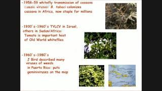 Biotypes and phylogenetic biology of the Bemisia tabaci - VideoWeb EEA