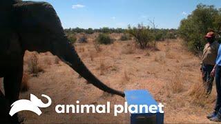 Los animales también son zurdos o diestros | Los Secretos del Mundo Animal | Animal Planet