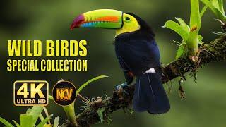 Wild Birds Special Collection 8K VIDEO ULTRA HD HDR 60FPS  || Amazing Birds 4K Video ||  NCV || #1