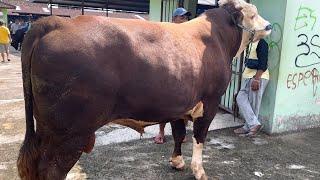 NEGO ALOT SAPI JUMBO LEMBU SURO‼️