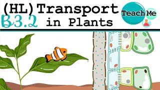 (B3.2) - Transport In Plants- IB Biology (HL)