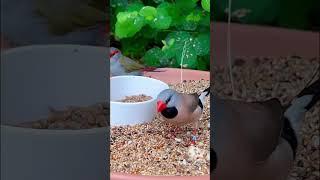 Longtailed Finch | Aviary Birds #bird #birds #birdsounds #birdschirping #nature #animals