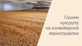 Сушка кукурузы | Запуск конвейерной зерносушилки ASM-AGRO-28 в Амурской области