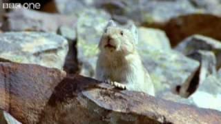 Funny Talking Animals - Walk On The Wild Side - Episode One Preview - BBC One