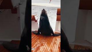 Friendly Sea Lion Hops into Boat || ViralHog