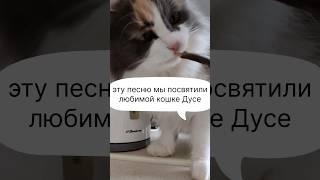 Песня про кошку #песня #песни #кот #кошка #коты #смешныеживотные #смешныекоты #домашниеживотные #cat