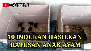 Cara cepat hasilkan ratusan anakan ayam dengan alami