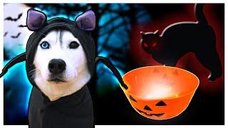 My Husky's Halloween Candy is GONE! (The Mystery of the Missing Halloween Candy)