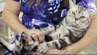 Cat Breed Spotlight: American Shorthair