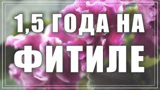 Фитильный полив для фиалок. Мой опыт. Как перевести фиалку на фитиль