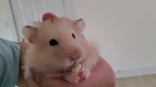 Syrian Hamster MUNCHING On Apple  SMACKING HIS LIPS!