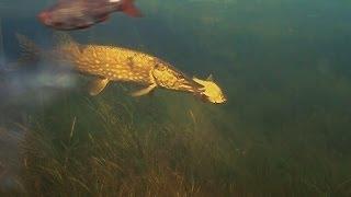 How to film pike attack underwater, no hooks, first attempt. Рыбалка: щука и живец