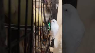 Pearl being obsessed with Ducky and trying to break into her cage! #budgie #cockatiel #parrots