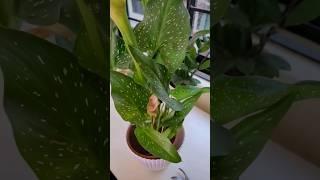 calla lily plant care #gardeningvideos #greengardening