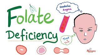 Folate deficiency - Megaloblastic Anemia - Macrocytic - Hematology Series