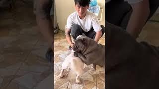 Funny movement dog mating  