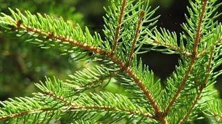 ABETE ROSSO - COME RICONOSCERLO ( Picea abies ) - ASSOCIAZIONE CAPRA E CAVOLI