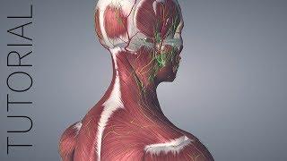 Getting Started with Essential Anatomy 5