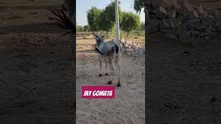 जय गौमाता#youtubeshorts #subscribe#gaushala#cow #gauseva#gaumata  #viralshorts#bhagwatkatha #animals