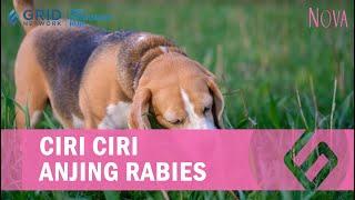 Bocah 5 Tahun Meninggal karena Digigit Anjing Kesayangan, Kenali Ciri-ciri Anjing Rabies