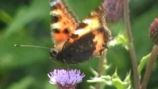 Small Tortoiseshell