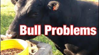 Problems arise with the bulls as breeding season begins.