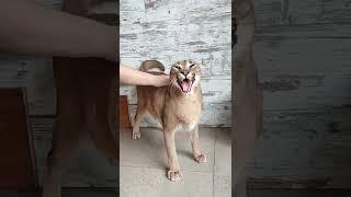 Любимые чухи, Каракал Шаня подпускает к себе только девочек.Caracal loves to have her back scratched