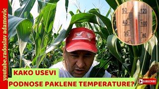 KAKO USEVI PODNOSE PAKLENE TEMPERATURE? ; HOW DO CROPS STAND THESE TEMPERATURES FROM HELL?
