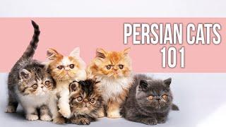 Persian Cats 101- Everything You Need to Know