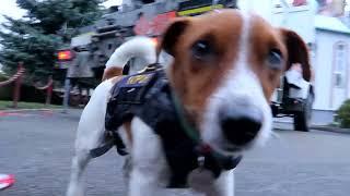 Рятувальники ДСНС показали, як пес-сапер Патрон допомагає розміновувати територію