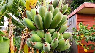 When Are Bananas Ready To Harvest? Watch This Video