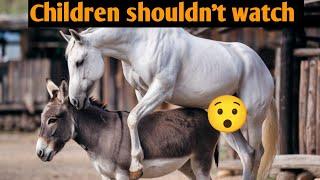 Horse and donkey mating, Horse and donkey breeding, Horse mating with donkey, Donkey  with horse