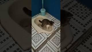 Cara agar kucing pup di toilet