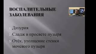 УЗД заболеваний мочевого пузыря