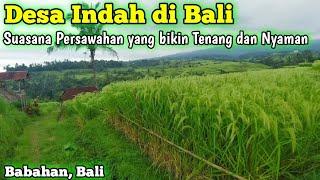 Indahnya Suasana Pedesaan Persawahan di Babahan Bali Indonesia || Rice Terrace